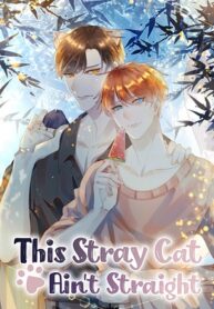 Read Manga This Stray Cat Ain’t Straight at MANHWA68
